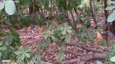 Excursion Salvaje: CREAMPIE en el Bosque Durante Viaje Escolar